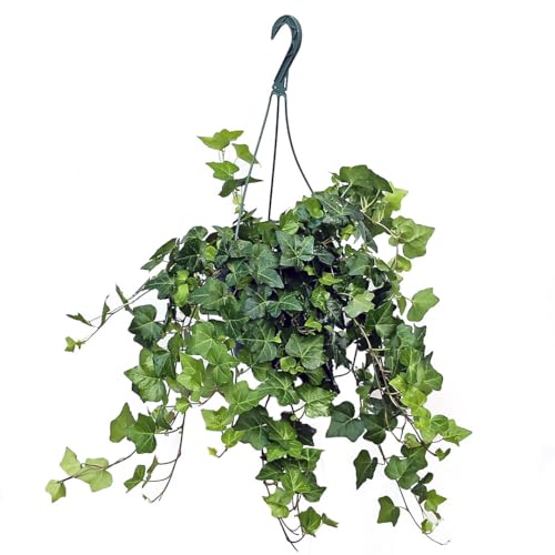 American Plant Exchange English Ivy – 8-Inch Hanging Basket – Live Easy Care Vining Houseplant, Elegant Trailing Foliage for Home, Office, or Patio Decor