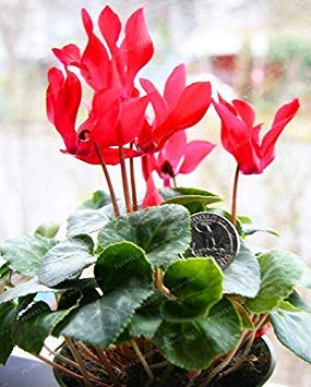 . ! Promozione Rosso Ciclamino Fiore perenne Piante da Fiore Cyclamen vegetali per DIY Si dirigono Il Giardino, 100 pc/Bag: 15