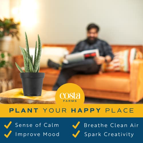 Costa Farms Aloe Vera (2 Pack), Live Succulent Plant, Easy Care Indoor Houseplant in Grower Pot, Natural Room Air Purifier in Soil, Living Room or Office Décor, New House Warming Gift, 12-Inches Tall Costa Farms Aloe Vera (2 Pack), Live Succulent Plant, Easy Care Indoor Houseplant in Grower Pot, Natural Room Air Purifier in Soil, Living Room or Office Décor, New House Warming Gift, 12-Inches Tall