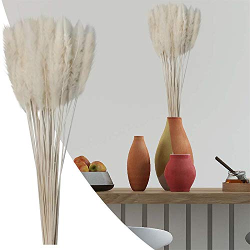 Getrocknetes Pampasgras natürlicher Pampasgras Deko 60-65cm lang Trockenblumen groß Boho Deko Tischdeko Dekozweige für Trockenblumenstrauß echte Dekoblumen Pampas Deko Blumen getrocknete Blumen Cover