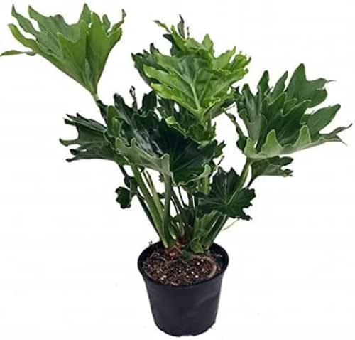 Hope Philodendron - Easy to Grow House Plant - 6"