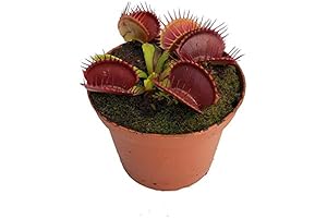 Venus Flytrap 'B52' Plant (Dionaea Muscipula) - Carnivorous Plant - Adult Plant...