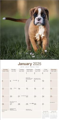Boxer 2025 - 16-Monatskalender: Original Avonside-Kalender [Mehrsprachig] [Kalender] (Wall-Kalender)