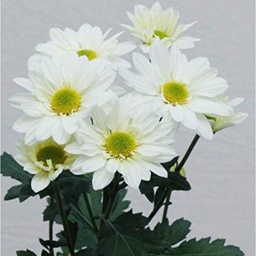 Live Green Babuna - Chrysanthemum Flower Seeds for Winter Season - Qty 30 Seeds (White) (B0BY9BDJ5W) Amazon Price History, Amazon Price Tracker
