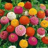 As shown in the image Zinnia California Giganti semi- 60 Seeds