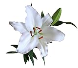 (3) Spectacular Flowering New Wave White Asiatic Lily Fresh Bulbs
