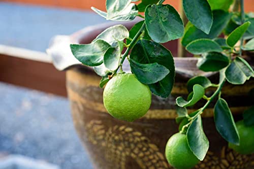 Key Lime Tree Live Plant,2.5 Inches Tall Starter Plug No Ship To Ca, Az, Tx, Al, Ga, Fl, Hi, Id, Or, Wa #TOP2