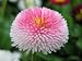 100 PINK ENGLISH DAISY SEEDS (Bellis Perennis 'Tasso Pink')