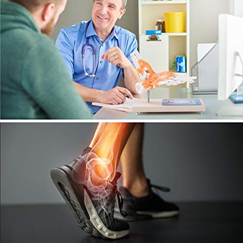 Ultrassist UL0001 Human Foot Joint Model thumb #4