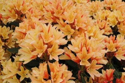 Amazon.com : Rhododendron Glowing Gold- Mute Pink and Orangish Bloom ...