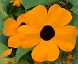 Black Eyed Susan Vine 30 Seeds Thunbergia