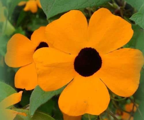 Black Eyed Susan Vine 30 Seeds Thunbergia Black Eyed Susan Vine 30 Seeds Thunbergia