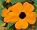 Black Eyed Susan Vine 30 Seeds Thunbergia