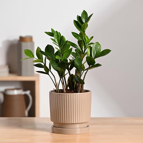Image of UGAOO Roma Ceramic Pot for Indoor Plants, 5 Inch - Curtain Brown