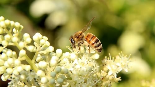 1kg Bio Rohes-Blütenpollen Granulat – 100% natürlich & biozertifiziert | Reich an Vitaminen, Mineralstoffen & Antioxidantien - Raw Farm