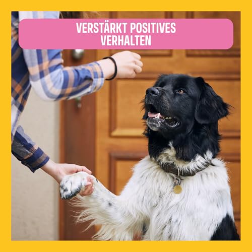 ivvi Trainingssnacks für Hunde – 73% Lachs, Omega-3 & Salbei-Komplex – Unterstützt Gedächtnis & Konzentration – Proteinreich, kalorienarm, ohne künstliche Zusätze