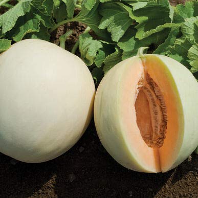 Honeydew Melon Seeds 25 graines