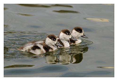 Oeuvres d'art Italia Common Shelduck trois canetons, nageant ensemble, Slimbridge, Gloucestershire, Angleterre-Papier Art-32"x22"