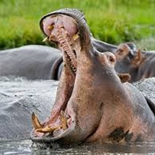 The Time I was Almost Killed by a Hippo Canoeing Down The Zambezi River