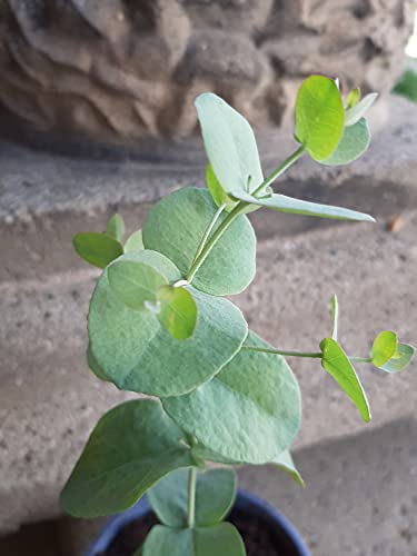 Silver Drop Eucalyptus, Live Eucalyptus, Live, Plant, Silver Dollar Eucalyptus, Silver Dollar Seeds, Father's Day, Great, Gift, idea, hot 829873