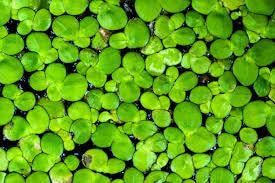 Duckweed Plants Live for Aquarium, Aquarium Live Duckweed Plants (Pack of 400) (B0CPW9TJML) Amazon Price History, Amazon Price Tracker