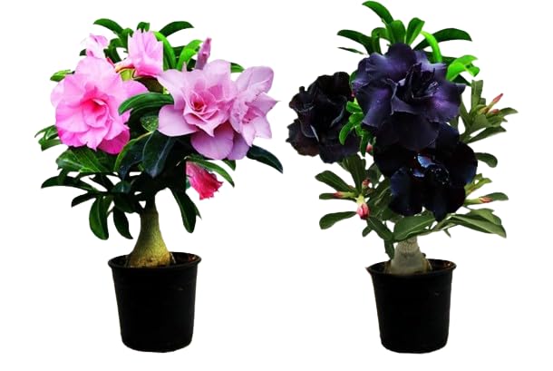 See full amazon price history chart for Adenium plant grafted different colour - Beutiful Flower For Your Garden (BLACK & PINK) Adenium plant grafted different colour - Beutiful Flower For Your Garden (BLACK & PINK) (B0D9ZQZW46) Amazon Price History, Amazon Price Tracker