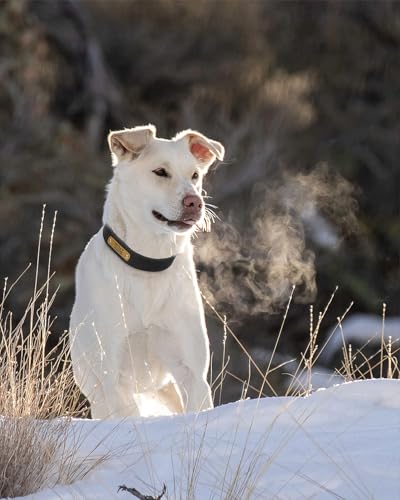 TagME Hundehalsband Personalisiert aus Leder mit Eingraviertem Hundename und Telefonnummer, Hundehalsband aus Echtem Leder für Große Hunde