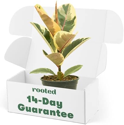 Variegated Rubber Plant - Ficus elastica 'Tineke' | Live, Easy to Grow, and Low Maintenance Houseplant (6-inch Pot)