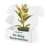 Variegated Rubber Plant - Ficus elastica 'Tineke' | Live, Easy to Grow, and Low Maintenance Housepla