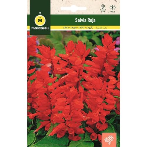 Mascarell Semillas, SALVIA SPLENDENS ROJA, Semillas Flores Exterior para Decoración, 0,3 Gramos