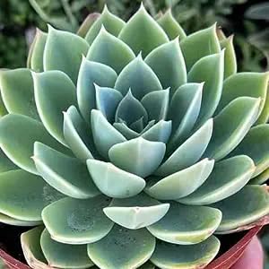 LRCF Live Succulent Laxmi Kamal Lotus Plant/Echeveria ‘Blue Star/Vishnu Kamal For House with pot