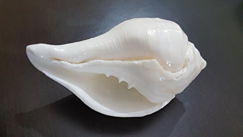 Evergrow Corp Conch Shell Shankha Shankh Worship Temple Devotion Hindu Religious for Good Luck & Prosperity