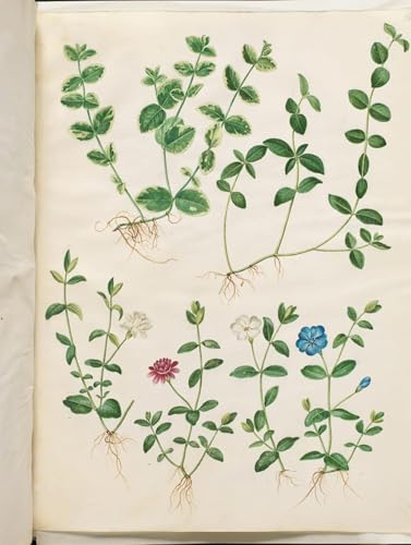 Toile Vinca Minor Holtzbecker, impression d'images art haute définition 60x90