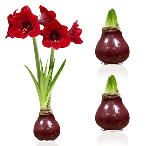 Amaryllis in Wachs Dark Red - 2 Wachsamaryllis Blumenzwiebeln - Wax Amaryllis...