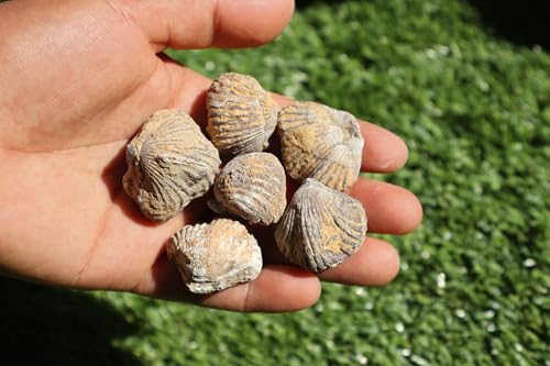 Image of Amazing Marine Fossil Collection: 4 Fossilized Sea Urchins and 6 Authentic Brachiopods, Perfect for Collectors and Natural Decor A177