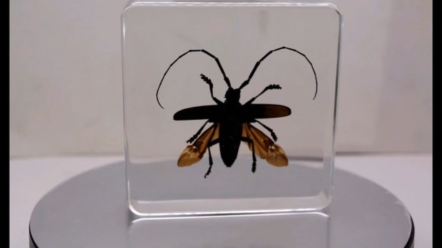 Image of 75mm Real Citrus Long-Horned Beetle in Crystal Clear Lucite Resin Specimen Preserved Anoplophora Chinensis Insect Taxidermy Collection for Biology Science Education & Desk Ornament Display Supplies