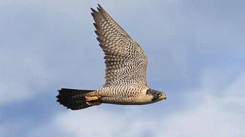 Peregrine Falcons In Cobh