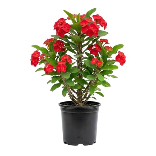 Red Crown of Thorns Plant Live for Planting Euphorbia Milii Plant Red Flowering Succulent Crown of Thorns Plants 4 Inch Pot