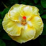 10 Seltener weißer gelber Hibiskus Samen Riesen Teller-Blumen-Garten Exotische