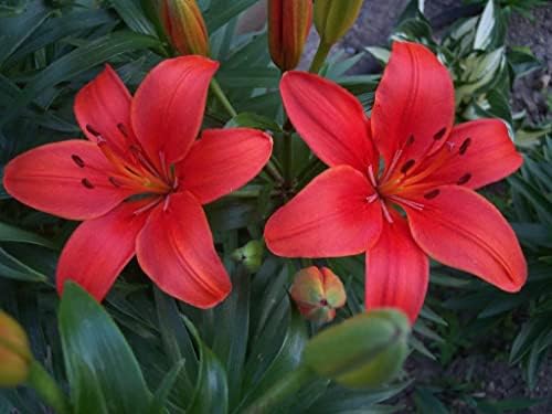 6X Crimson Pixie Dwarf Lily Bulbs for Patio & Pots Highly Fragrant ...