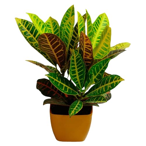 Buy Bharat Vumi Small size Croton Plant Low Maintenance, Air Purifier