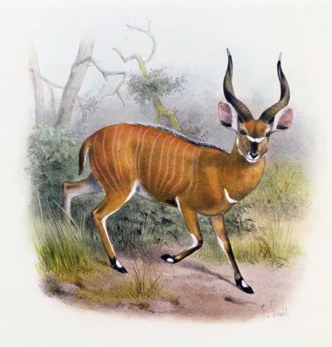 Lienzo l'antilope dalle grandi corna di Smit con acabado clásico de alta fidelidad
