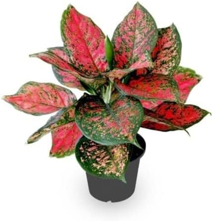 Garden Art Aglaonema Red Valentine Indoor Healthy Live plant (Pack of 1) | With Nursery 5 Inch Pot