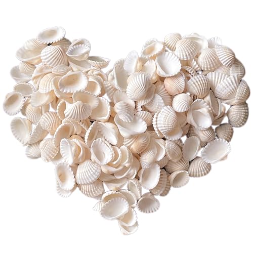140Pcs Tiny Sea Shells - 0.8-1.2 inches Natural Small White Clam Shells for Crafts Bulk for Home Decor, Beach Theme Party, Fish Tank Vase Filler, Bracelet Making