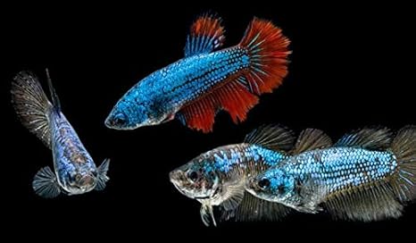 live betta fish amazon