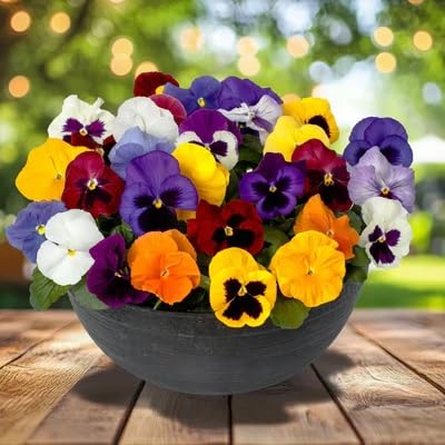 Image of Pansy Flower Seeds 50 Plus Mixed Color for Planting Winter Seasonal Flower Seeds for Home Garden Balcony Terrace Easy Grow Decorative Blooming Plants for Indoor Outdoor Gardening (Pansy)