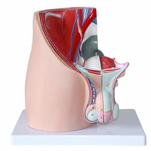 Modèle anatomique pelvis AMITD 3 pièces vue sagittale 3D sciences - 7