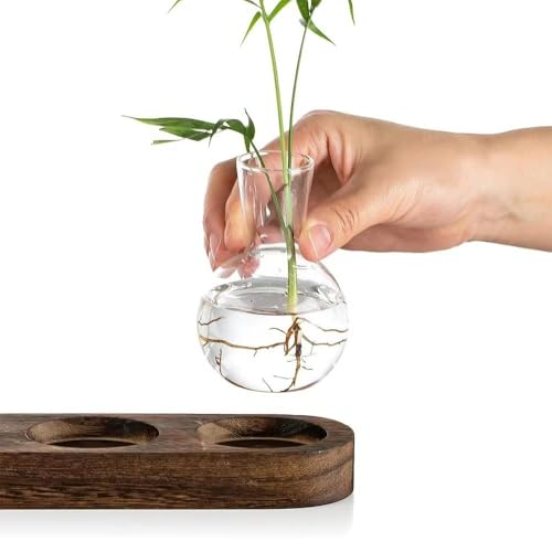 Jarrón de cristal de alta transparencia para cultivo hidropónico y decoración de diseño 4