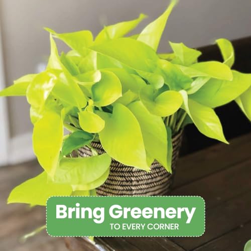 image for American Plant Exchange Neon Pothos – Live 8-Inch Hanging Basket, Br