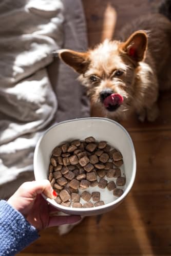Green Petfood InsectDog High Protein mit Insekten & Lachs (1 x 3 kg) | Adult | Premium Trockenfutter für ausgewachsene aktive Hunde | mit roten Linsen | kleine Krokette | getreidefrei | 1er Pack